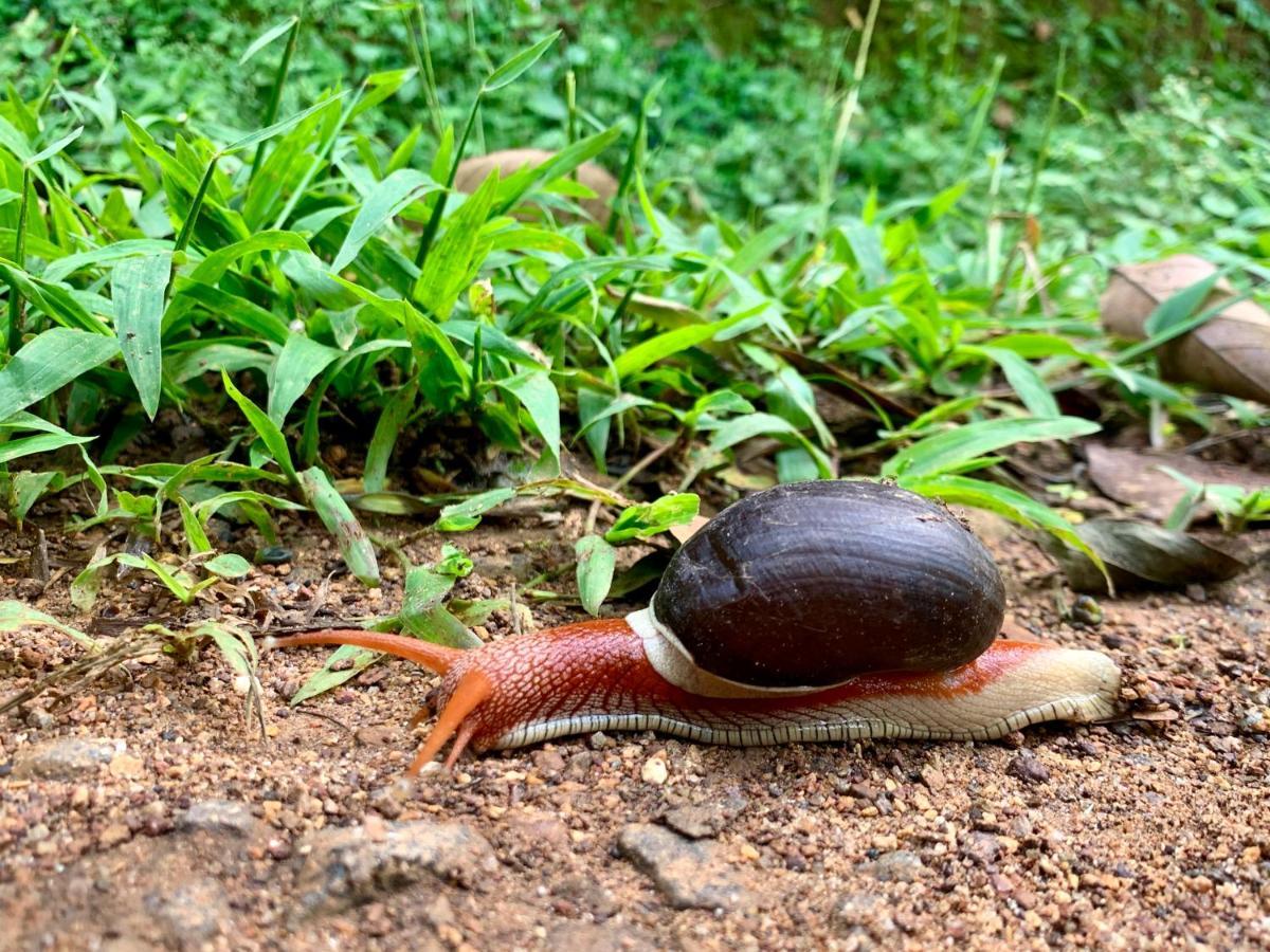 Serene Woods Villa Madikeri Luaran gambar